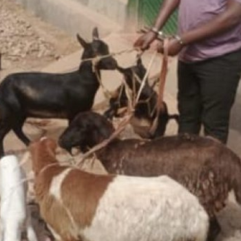 Gakenke: Polisi yataye muri yombi umwarimu ukekwaho ubujura bw'amatungo magufi