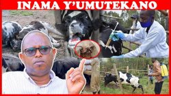 Abagera muri 17 bamaze kwicwa n'icyorezo cy'Ubuganga cyateye mu nka! Inkingo bazitwaraga mu ikote