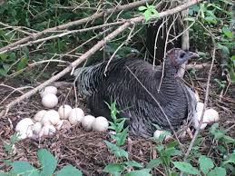 Abakinnyi ba ADDAX SC babaye abere nyuma yo gushinjwa ko bariye Dendo y'umuturanyi