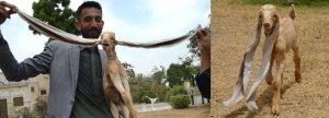  Pakistan:Ihene yavukanye amatwi maremare kurusha izindi ku isi ikomeje kwamamara(AMAFOTO)