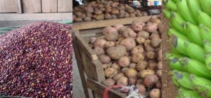Ibiciro by'ibiribwa byiyongereyeho 29% mu Rwanda muri Kanama