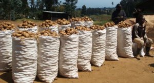Abahinzi bagiriwe inama y'icyabafasha kunguka cyane ku musaruro wabo