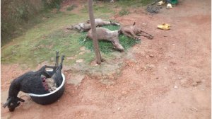 Nyamasheke: Imbwa z'agasozi zenda kubamaraho amatungo