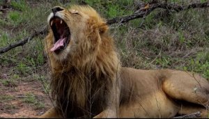 Hari impungenge ku ntare na puma zanduye Covid muri Afurika y'Epfo