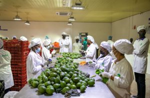 Ibikomoka ku buhinzi byinjirije u Rwanda miliyoni 13$ mu minsi itanu