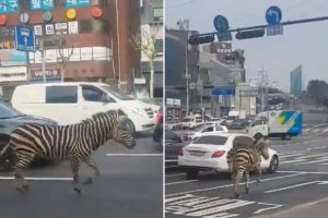 Imparage yacitse aho yororerwaga iteza akavuyo mu mujyi ukomeye wa Seoul [AMAFOTO]