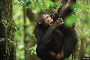 Ubu gusura Pariki z'u Rwanda ntibigusaba kwerekana ko wipimishije COVID-19