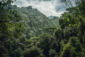  Babiri barashwe nyuma yo kurwanya abashinzwe umutekano wa Nyungwe, umwe arapfa