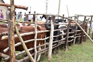 Rubavu: Imirenge itatu yari yashyizwe mu kato k'uburenge yakomorewe