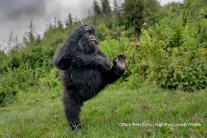 Ifoto y'ingagi yo mu Rwanda iri kubyina, yatsindiye igihembo mpuzamahanga