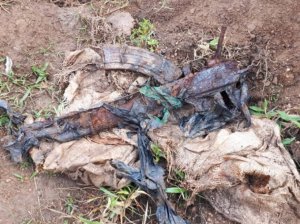 Nyanza: Habonetse imbunda mu murima