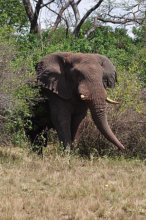 Zimbabwe: Inzovu zirikubambura ubuzima aho kubazanira amadovize