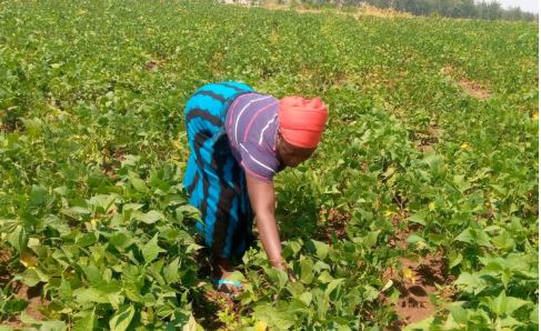Bugesera: Abahinzi b'imiteja n'urusenda bakomeje kubiburira isoko