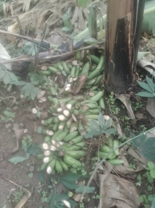 Rubavu: Yabyutse asanga bamutemeye insina hakekwa uwo mu muryango we
