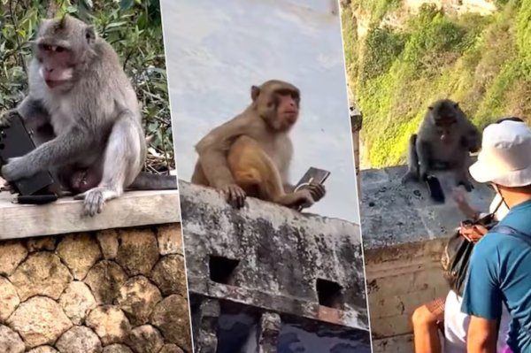 Inkende zize amayeri yo kwiba telefoni n'amadarubindi zikayasubiza uzihaye ibiryo