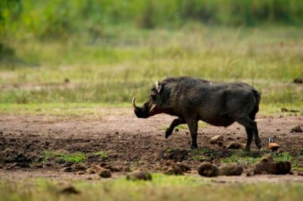 Isatura yakomerekeje uwahiraga ubwatsi hafi ya Pariki ya Nyungwe