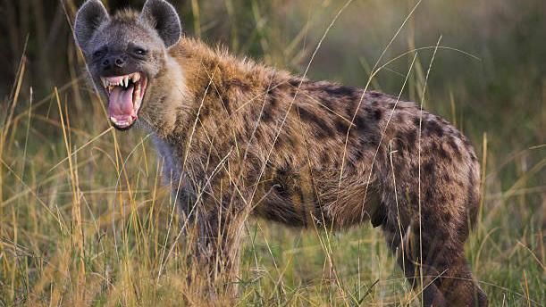 Ethiopia:Bari guhiga bukware impyisi zibamazeho abantu