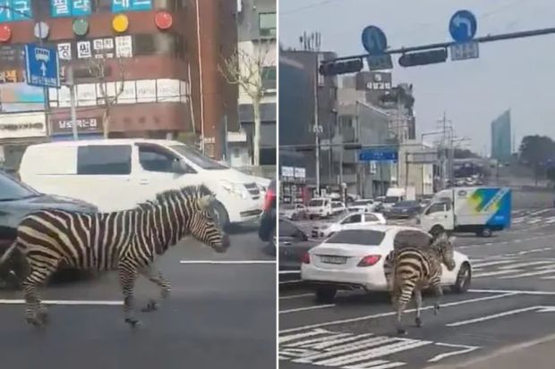 Imparage yacitse aho yororerwaga iteza akavuyo mu mujyi ukomeye wa Seoul [AMAFOTO]