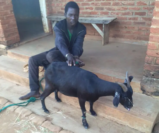 Umusore w'imyaka 20 yatawe muri yombi azira gusambanya ihene