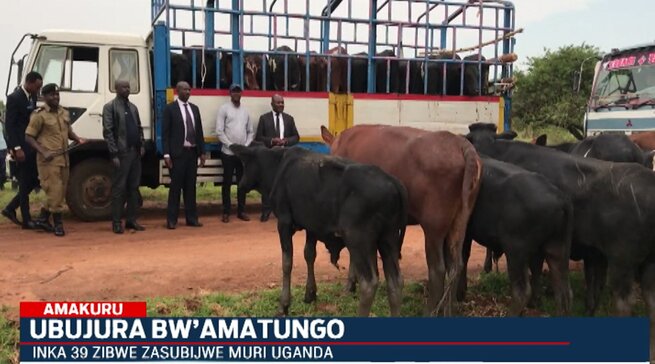 Umunya Uganda wibwe inka ze 39 yashimiye cyane u Rwanda rwazimusubije