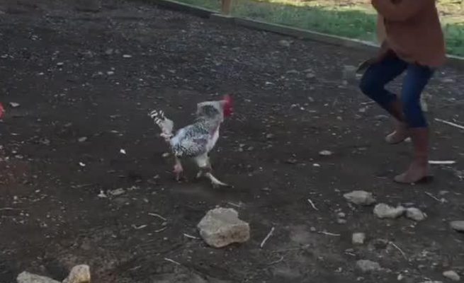 Abantu batunguwe n' inkoko yibasiye umugore ikamwica ku manywa y'ihangu