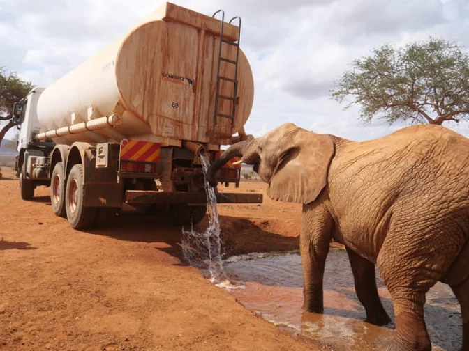 Kenya: Inyamaswa 120 zishwe n'amapfa akomeye