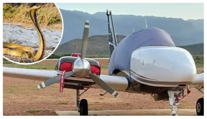 Umupilote yakoze ibitangaza ubwo yabonaga inzoka ya Cobra munsi y'intebe ye ari mu kirere
