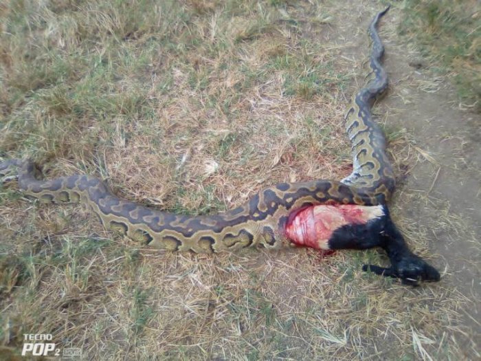 Kayonza: Inzoka nini cyane yagonzwe na moto ivamo ihene yari yamize