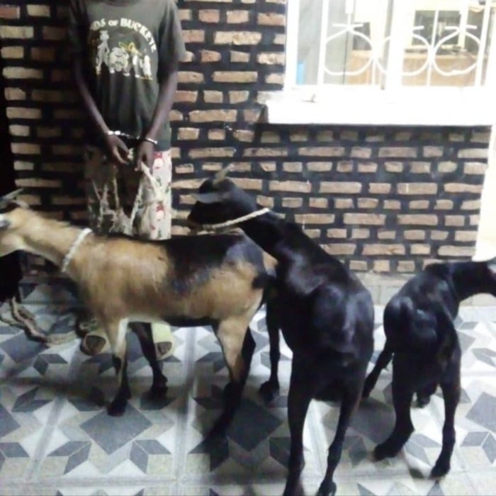 Umusore wo mu karere ka Kamonyi yafatiwe mu cyuho amaze kwiba ihene eshatu