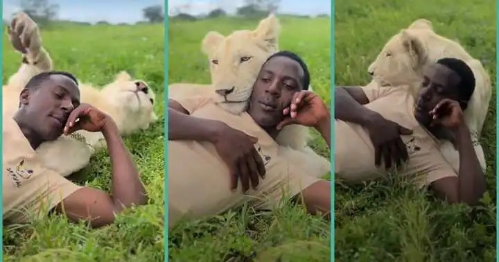 Umugabo yateje impaka nyuma yo kugaragara yishimanye n'intare