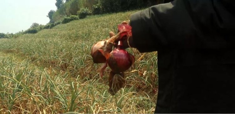 Rubavu: Abahinzi b'ibitunguru barataka igihombo gikomeye