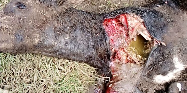 Nyabihu: Undi mutavu wariwe n'inyamanswa, abaturage bakomeje gusaba ubuyobozi gukemura iki kibazo