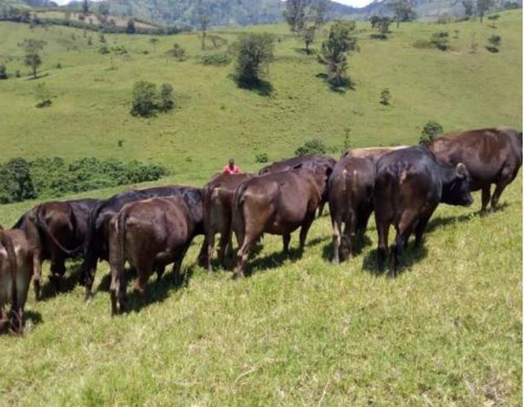 RDC: ishyirahamwe ry'aborozi ryavuze ko FDRL imaze kuritwara inka zirenga 1000