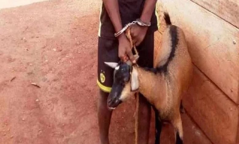 Umusore yakomwe mu nkokora agiye gusambanya ihene y'abandi