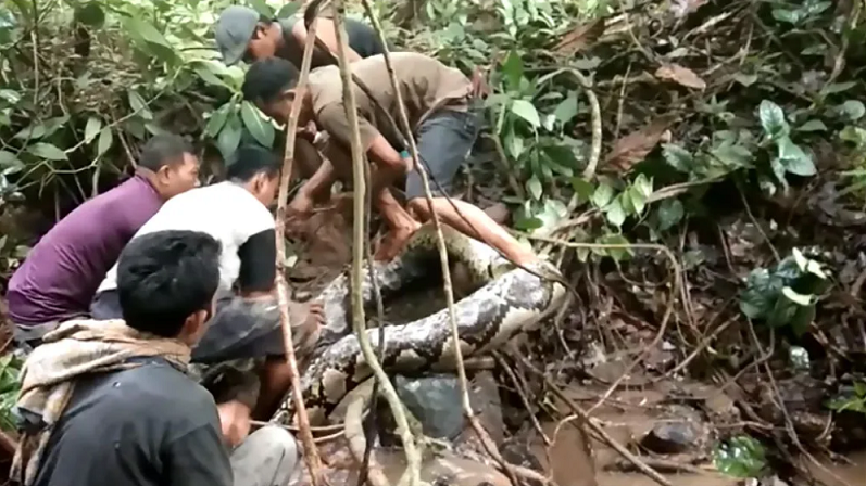 Indonesia: Umurambo w'umugore wasanzwe mu nda y'uruziramire