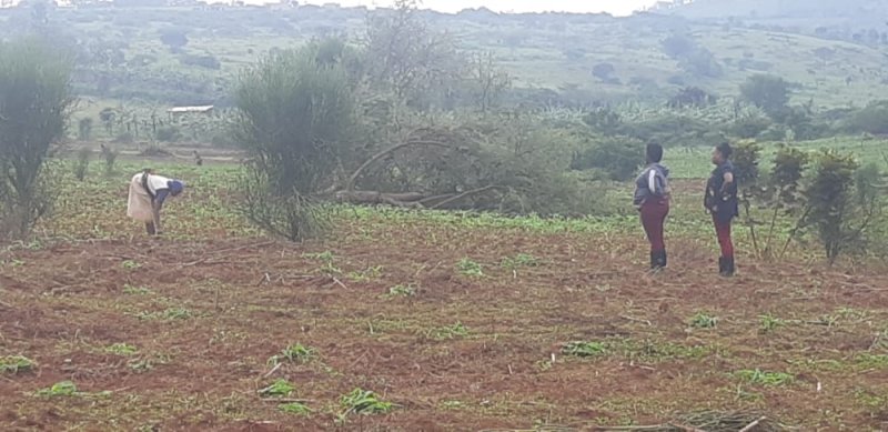 Nyagatare:Abayobozi baranduye ibigori by'abaturage banabaca amande ya 50.000 FRW