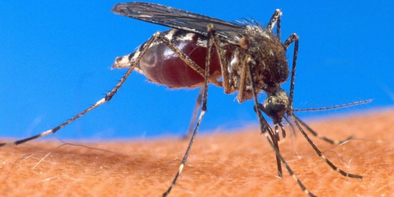 Abaturarwanda ibihumbi 400 basanzwemo malaria mu mezi atatu ya nyuma ya 2025