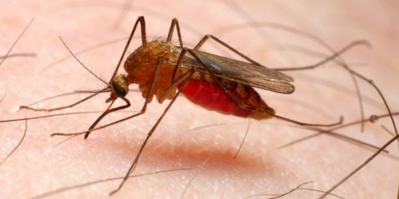U Rwanda rwatangije uburyo bushya bwo guhangana na Malaria