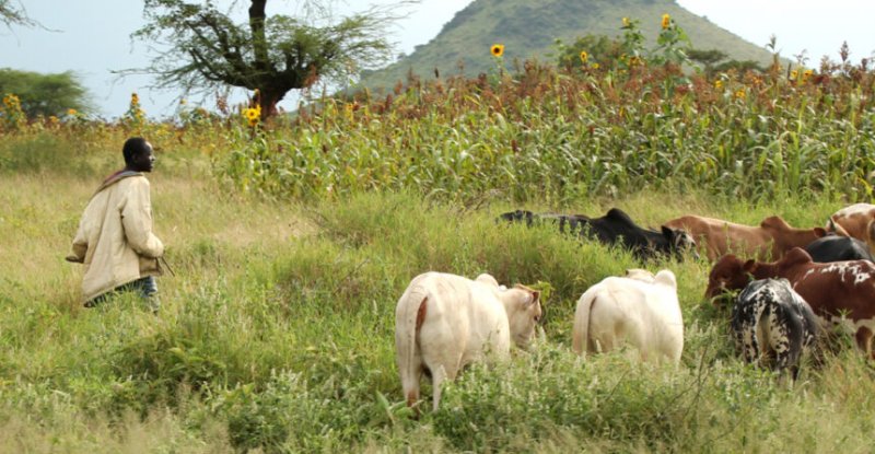 Tchad: Abarenga 300 bapfiriye mu mirwano yahuje abahinzi n'aborozi