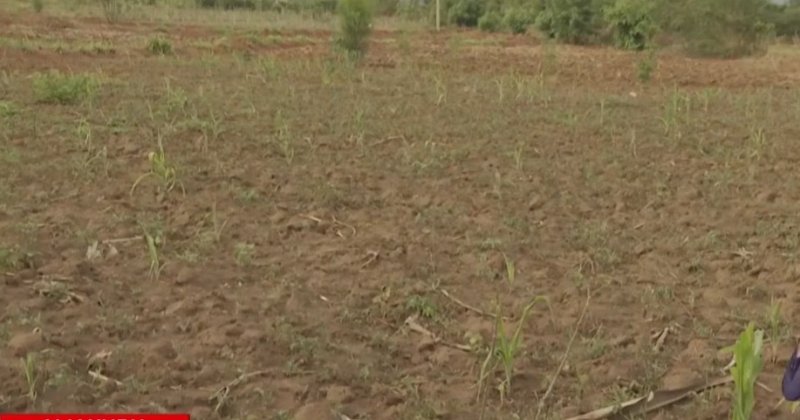 U Rwanda rwashoye miliyari 300 Frw: Amapfa mu Burasirazuba agiye kuba amateka
