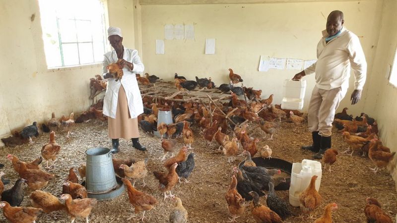 Kenya: Coronavirus yatumye ibyumba by'amashuri bihinduka inzu z'inkoko