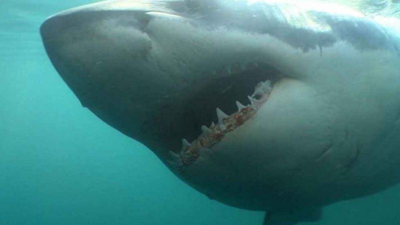 Australia: Umugabo warimo aserebeka ku nyanja yishwe n'igifi cya shark