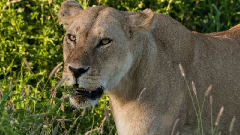 Abana batatu bishwe n'intare mu majyaruguru ya Tanzania
