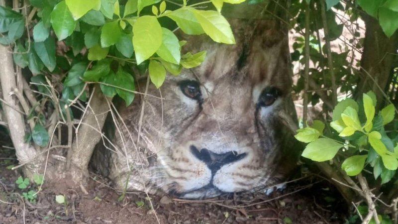 Kenya: Umufuka ushushanyijeho ishusho y'intare wahagaritse ubuzima mu gace