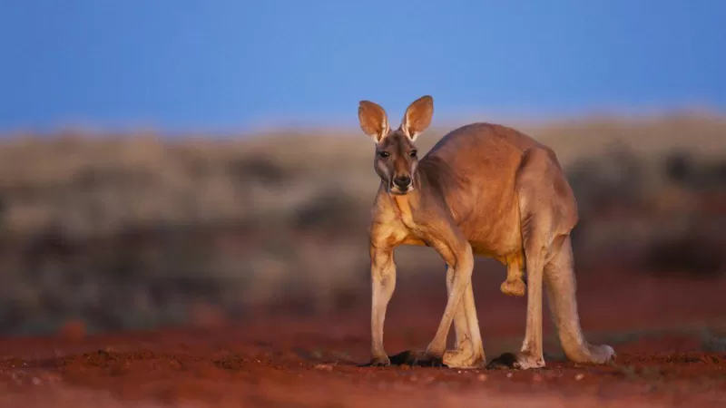 A﻿ustralia:Umugabo yishwe na kangaroo yari yoroye nk'itungo ryo mu rugo