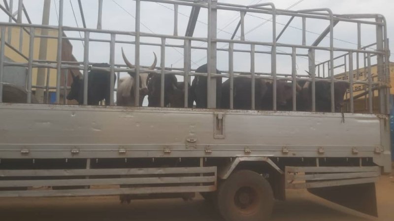 Inka zibwe Tanzania zikazanwa mu Rwanda zigiye gusubizwayo