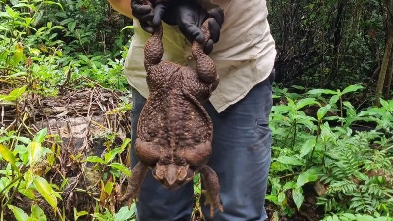 Australia: Habonetse igikeri kidasanzwe gifite ibiro 2.7