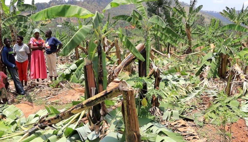 Gatsibo: Yatawe muri yombi azira gutema insina 100 za mugenzi we bashwaniye mu kabari