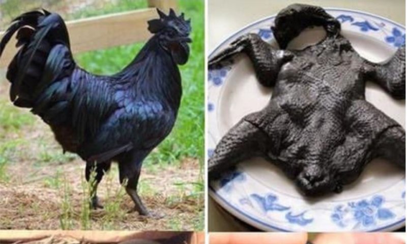 Byinshi wamenya ku bwoko bw'Inkoko igura asaga Miliyoni 5 Frw
