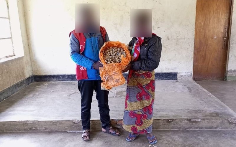 Ngororero: Babiri bafashwe na Polisi bafite udupfunyika tw'urumogi ibihumbi 2.685
